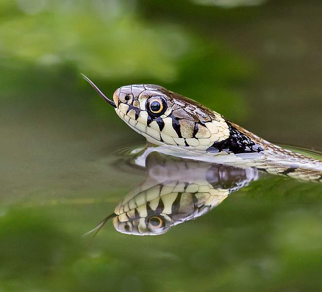 Grass Snake Flicking Tongue.jpg - Colour Open
